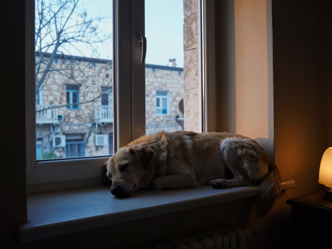 Carolina Dog Resting on Nablus Window Seat at Dawn in on a window seat in a quiet apartment with soft side light in Nablus
