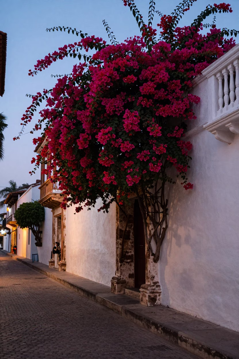 Cartagena Colombia dawn street scene with bougainvillea and colonial architecture in in Cartagena, Colombia