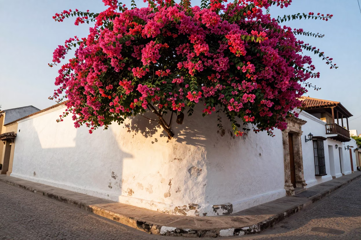 Cartagena Colombia Early Morning Bougainvillea Cascade Over White Colonial Wall Street Scene in in Cartagena, Colombia