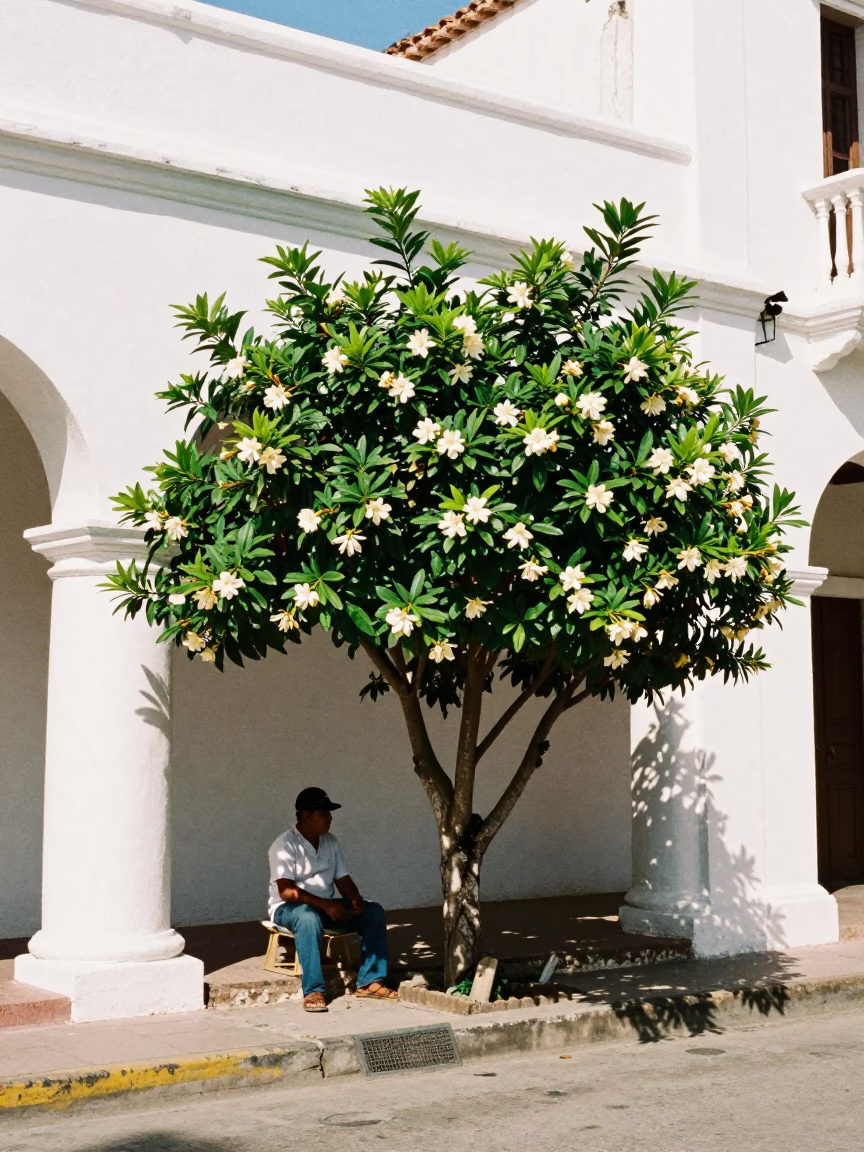 Cartagena Colombia Noon Street Scene with Gardenia Bush and Local Life in in Cartagena, Colombia