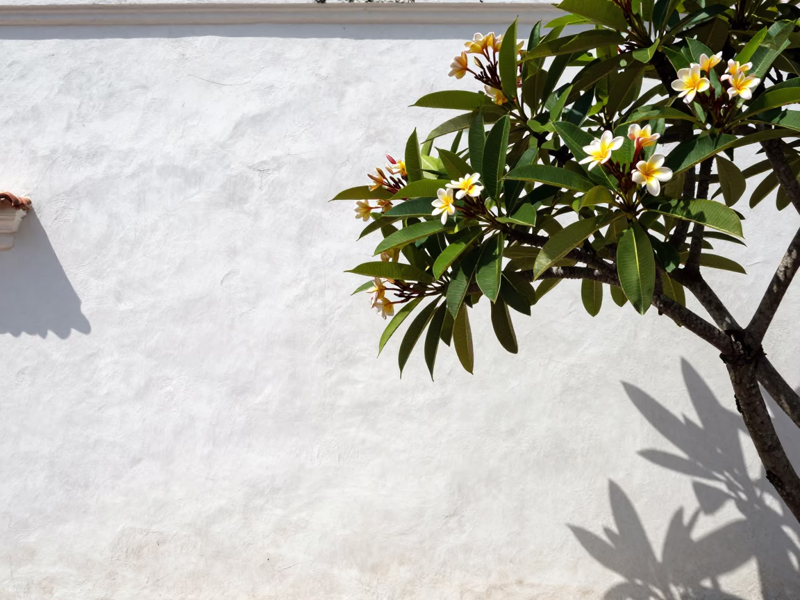 Cartagena Colombia Noon Sunlight Plaster Walls and Frangipani Tree Bloom in in Cartagena, Colombia