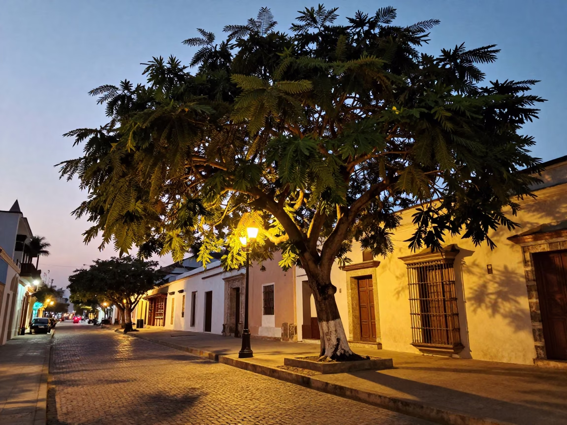 Cartagena Colombia street scene at dusk with tamarind tree and colonial architecture in in Cartagena, Colombia
