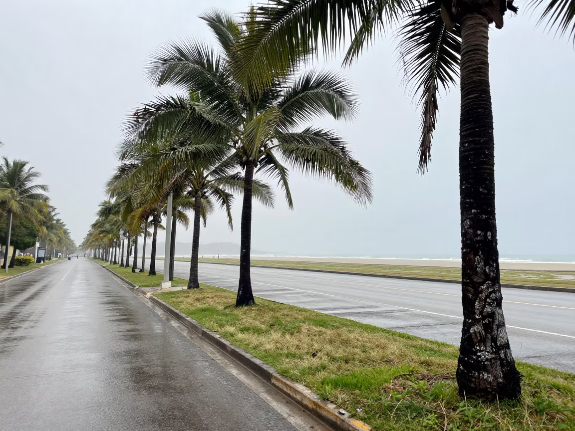 Cartagena Palm Boulevard After Rain Noon in near Cartagena
