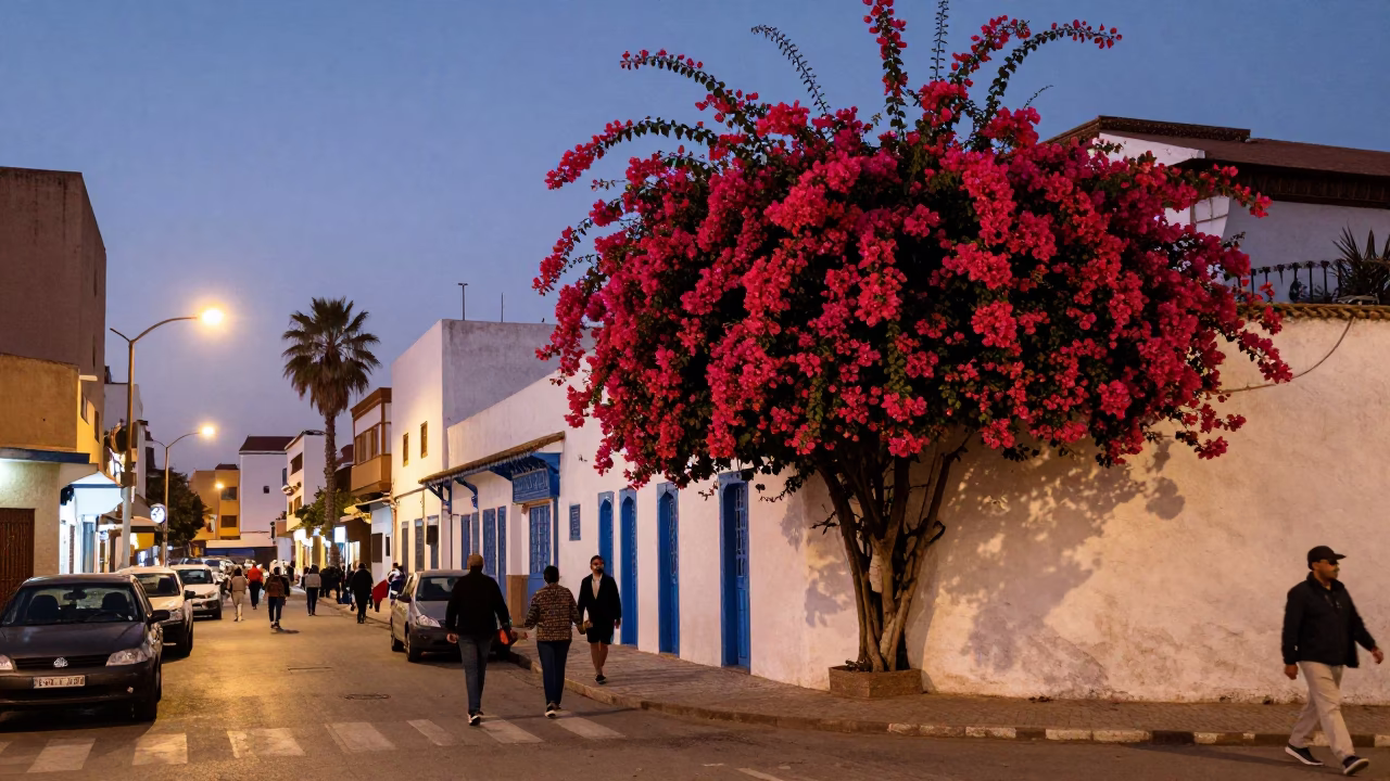 Casablanca Evening Street Scene with Bougainvillea and Urban Life in in Casablanca, Morocco
