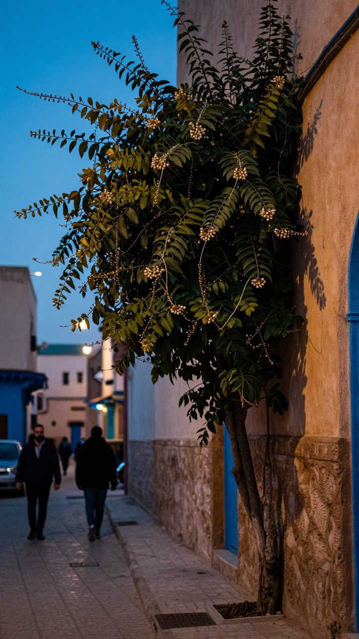Casablanca Morocco Evening Street Scene with String of Pearls Plant and Local Market Activity in in Casablanca, Morocco