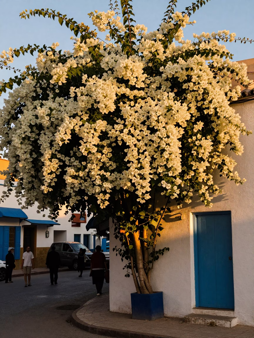 Casablanca Morocco Honeyed Evening Light Bougainvillea White Garden Wall Narrow Street Scene in in Casablanca, Morocco