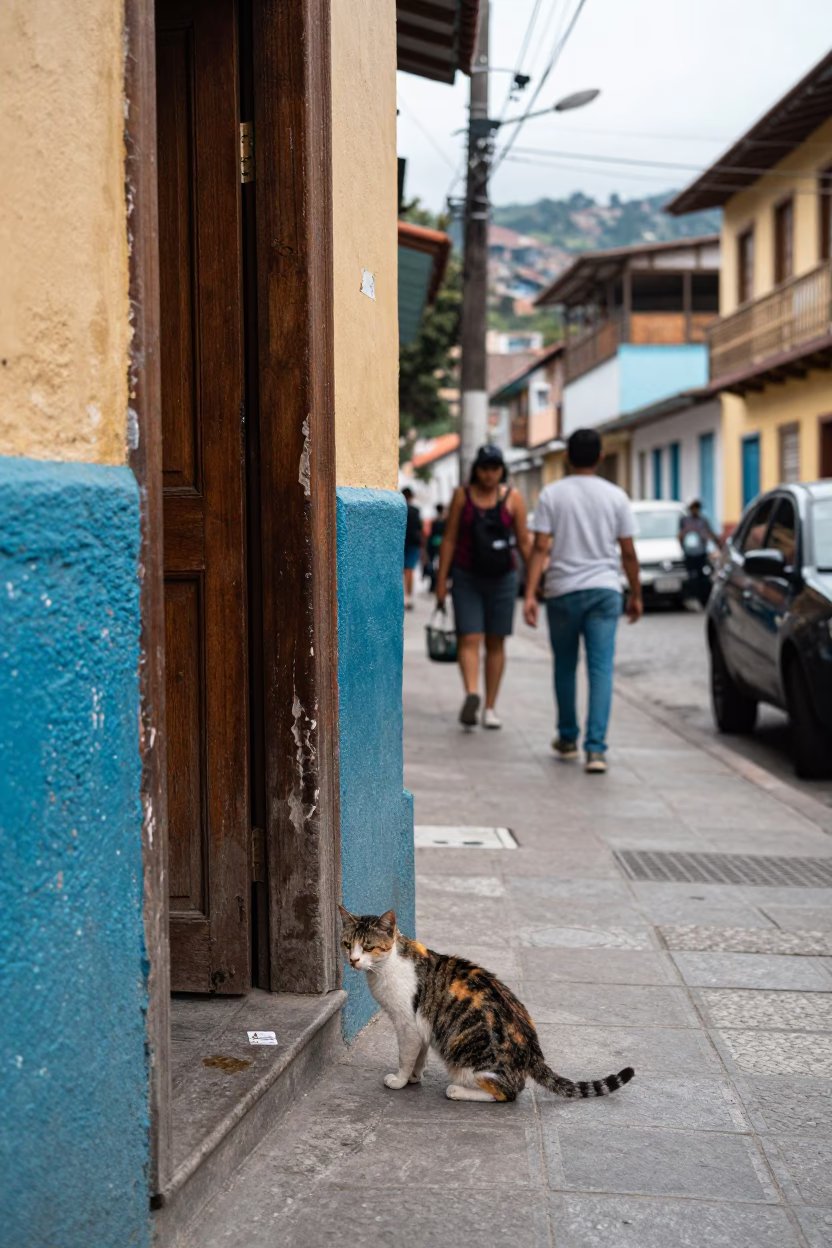 Cat in Medellin at Midday Light in in Medellin, Colombia
