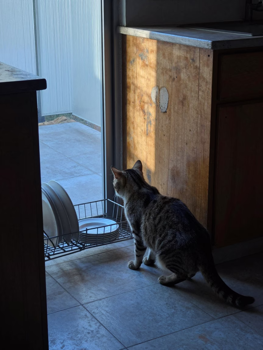 Cat in Mexico City in in Mexico City, Mexico