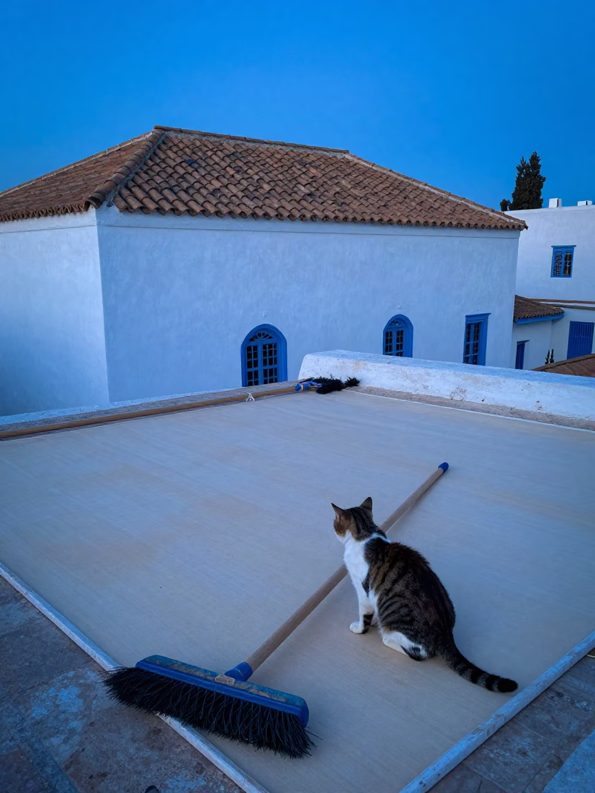 Cat in Tunis at Blue Hour in in Tunis, Tunisia