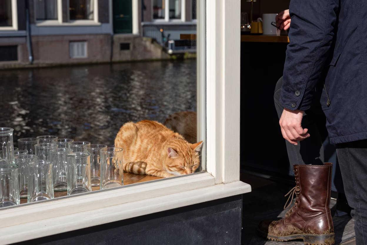 Cat Sleeping in Amsterdam in in Amsterdam, Netherlands