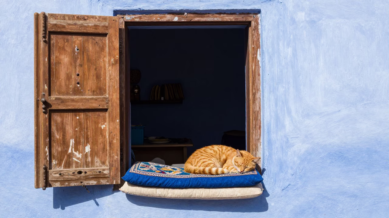 Cat Sleeping in Essaouira in in Essaouira, Morocco