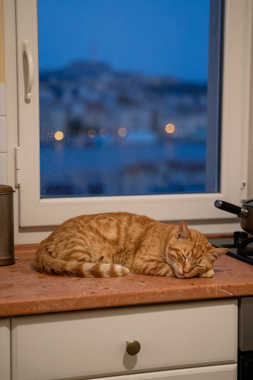 Cat Sleeping in Marseille in in Marseille, France