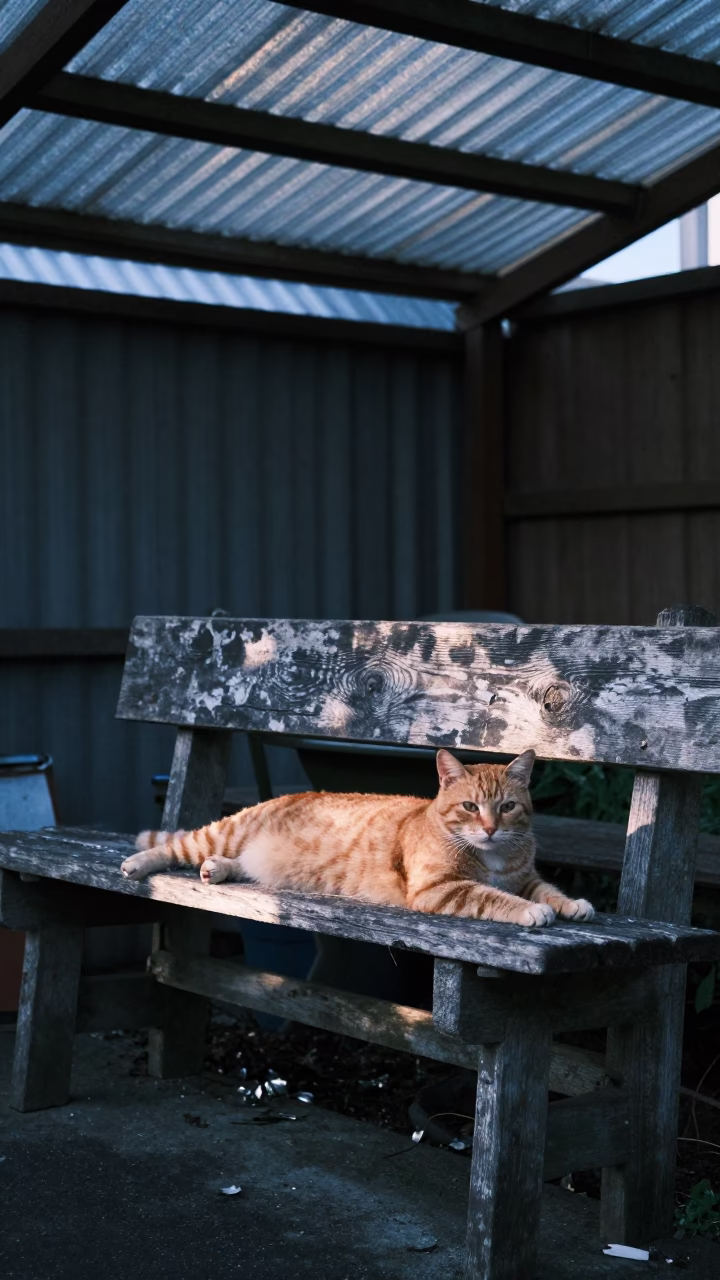 Cat Stretching in Christchurch in in Christchurch, New Zealand