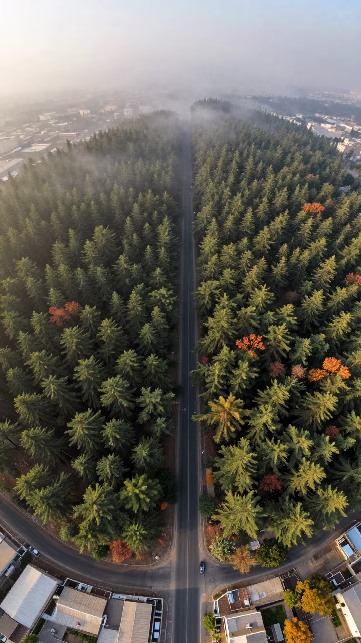 Cedar Forest Split by Road Over Riyadh Rooftops in high above patterned rooftops near Riyadh