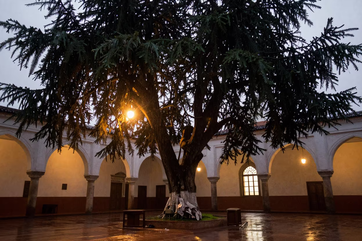 Cedar of Lebanon in Tepic Mosque Prayer Hall in in a mosque prayer hall in Tepic