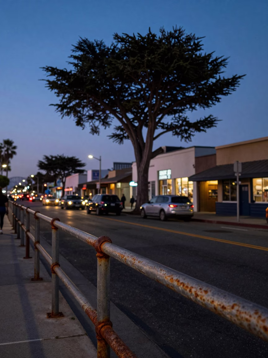 Cedar Tree in San Diego at Twilight in in San Diego, California, United States