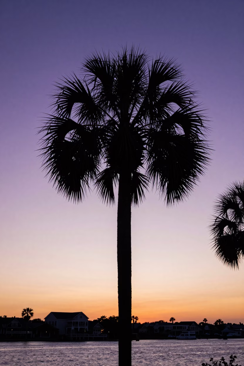 Charleston South Carolina sunset palm tree silhouette historic district waterfront scene in in Charleston, South Carolina, United States