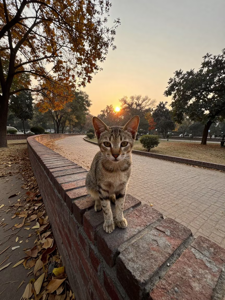 Chausie Cat Perched on Delhi Park Wall in along a quiet park path with soft open shade and a clean background in Delhi