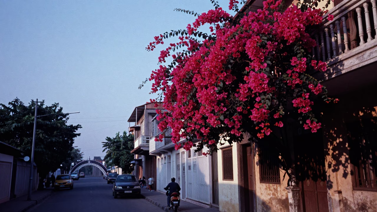 Chennai Evening Street Scene with Bougainvillea and Distant Bridge Cradle in in Chennai, India