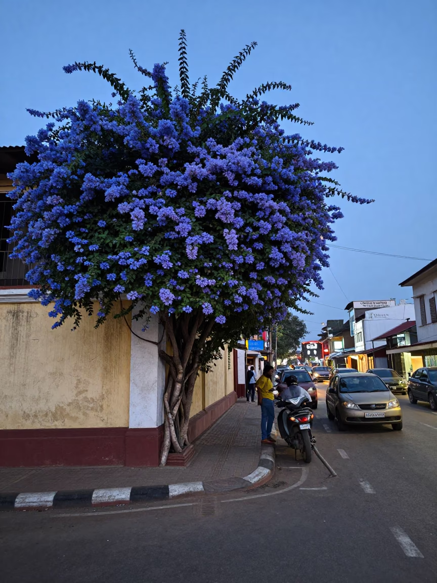 Chennai Evening Street Scene with Plumbago Hedge and Local Life in in Chennai, India