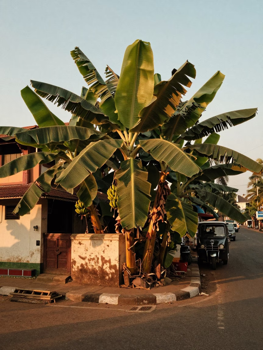 Chennai India Golden Hour Street Scene with Banana Plantation and Traditional Latch Detail in in Chennai, India