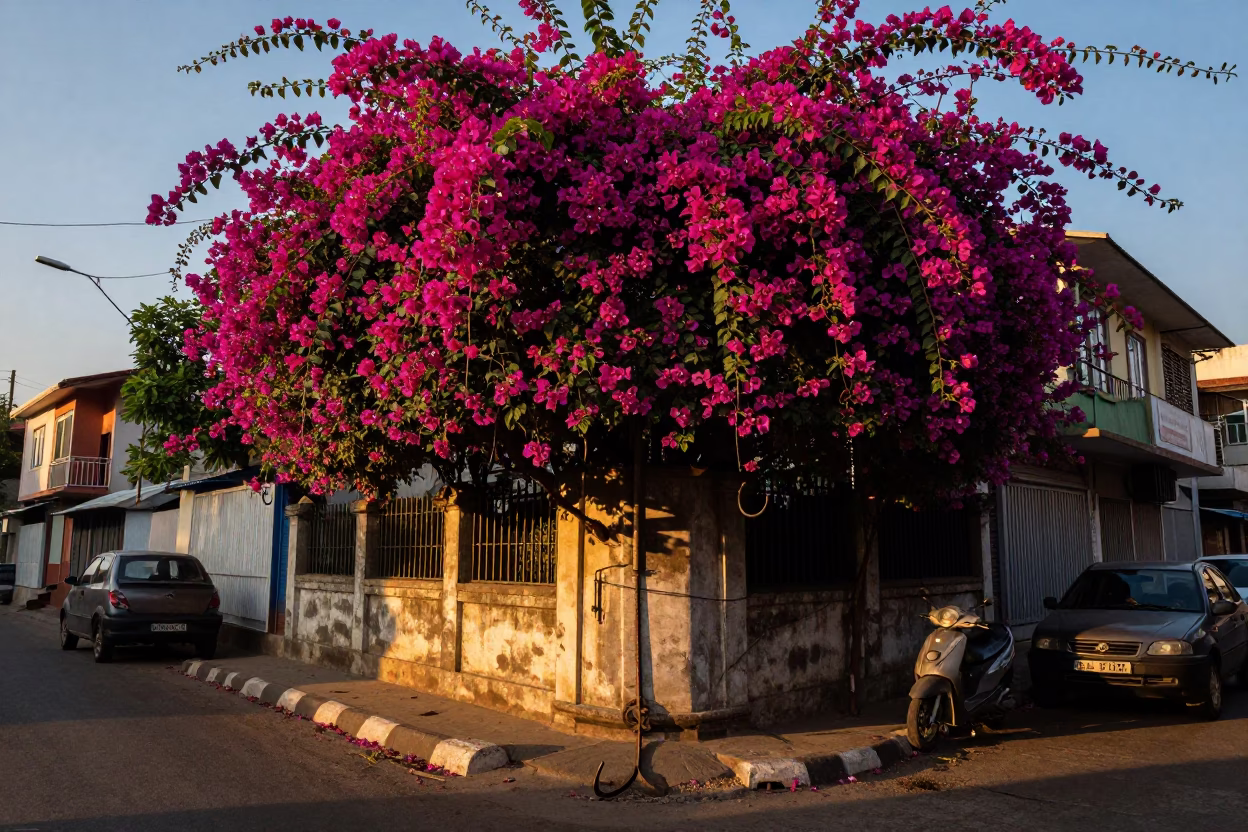 Chennai India Golden Hour Street Scene with Bougainvillea and Iron Hook Details in in Chennai, India