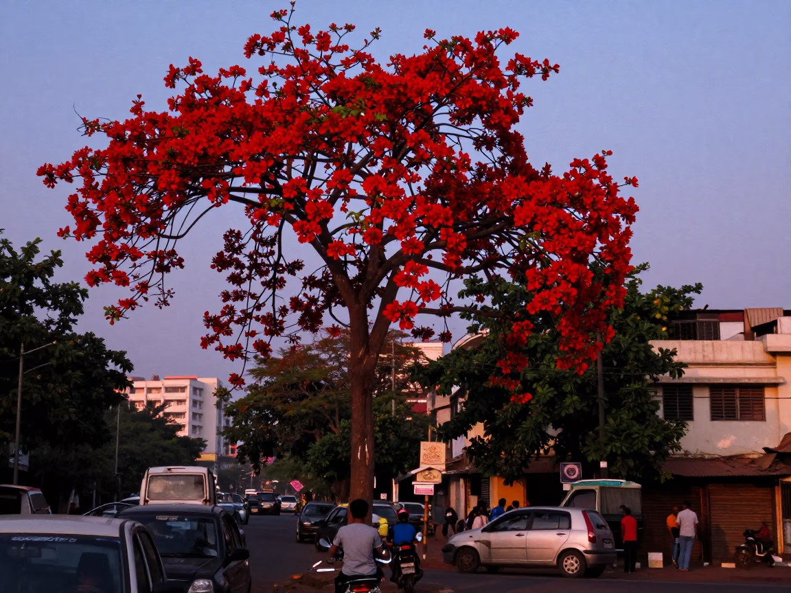 Chennai India Nautical Dawn Flame Tree Bloom and Red Double Decker Bus in in Chennai, India