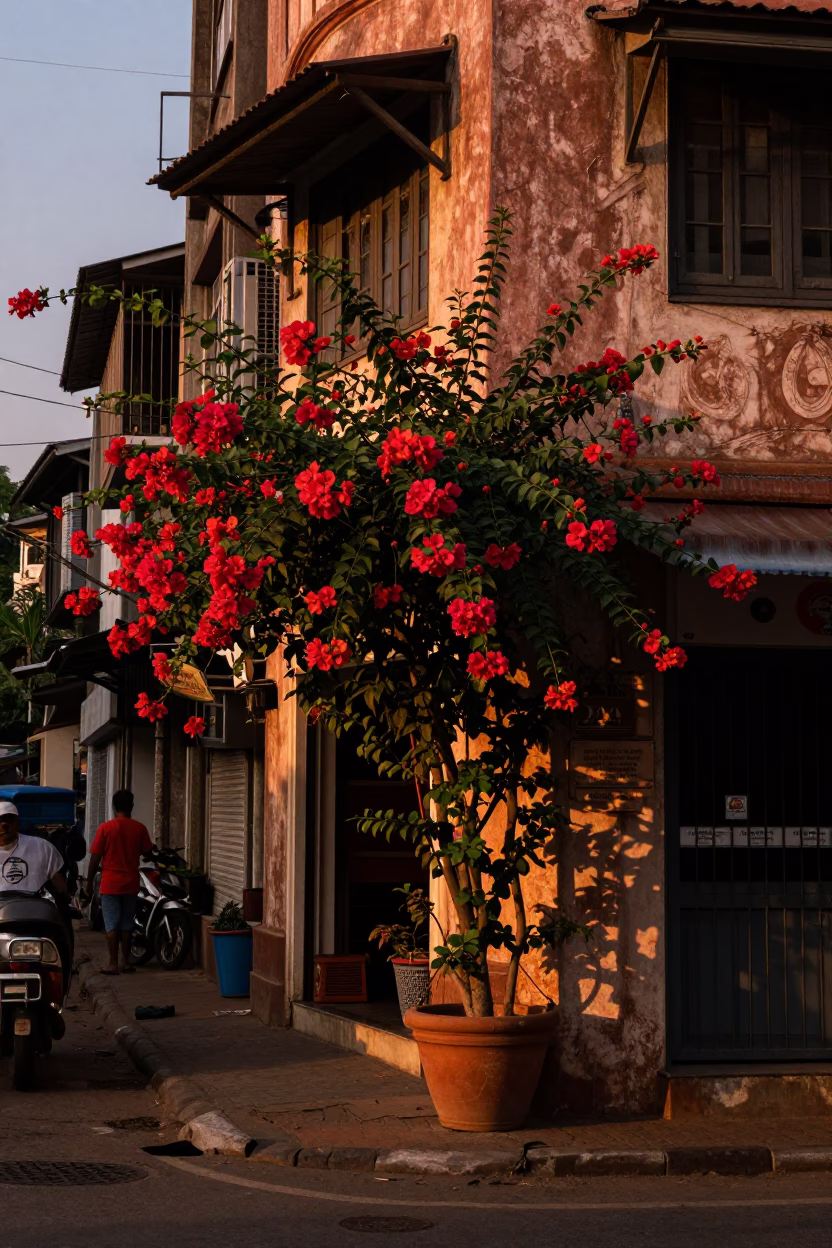 Chennai India Street Scene Copper Light Dusk Flowering Plant and Kitchen Stool in in Chennai, India
