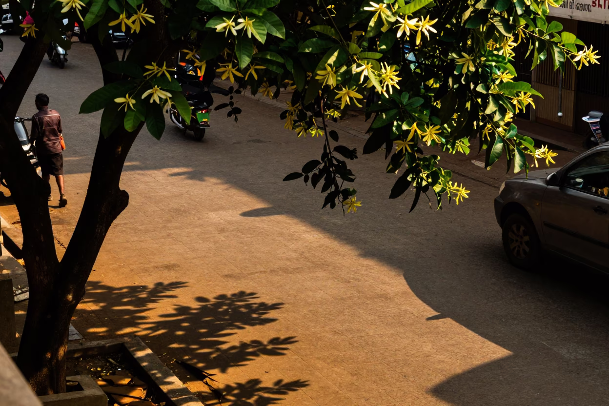 Chennai India Street Scene Honeyed Evening Light Leaf Shadows Tiled Floor in in Chennai, India