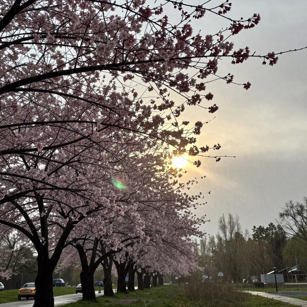 Cherry Blossoms Silhouetted in Golden Rain in near San Nicolás de los Arroyos
