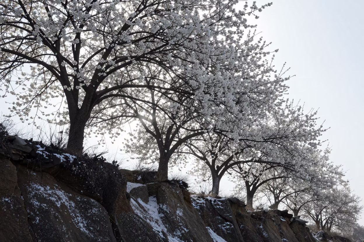 Cherry Tree Bloom Silhouette on Bangui Cliff in along a salt-sprayed cliff edge near Bangui