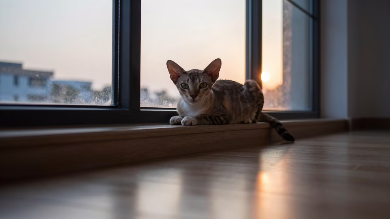 Cherubim Cat Lounging on Satkhira Window Seat in on a window seat in a quiet apartment with soft side light in Satkhira