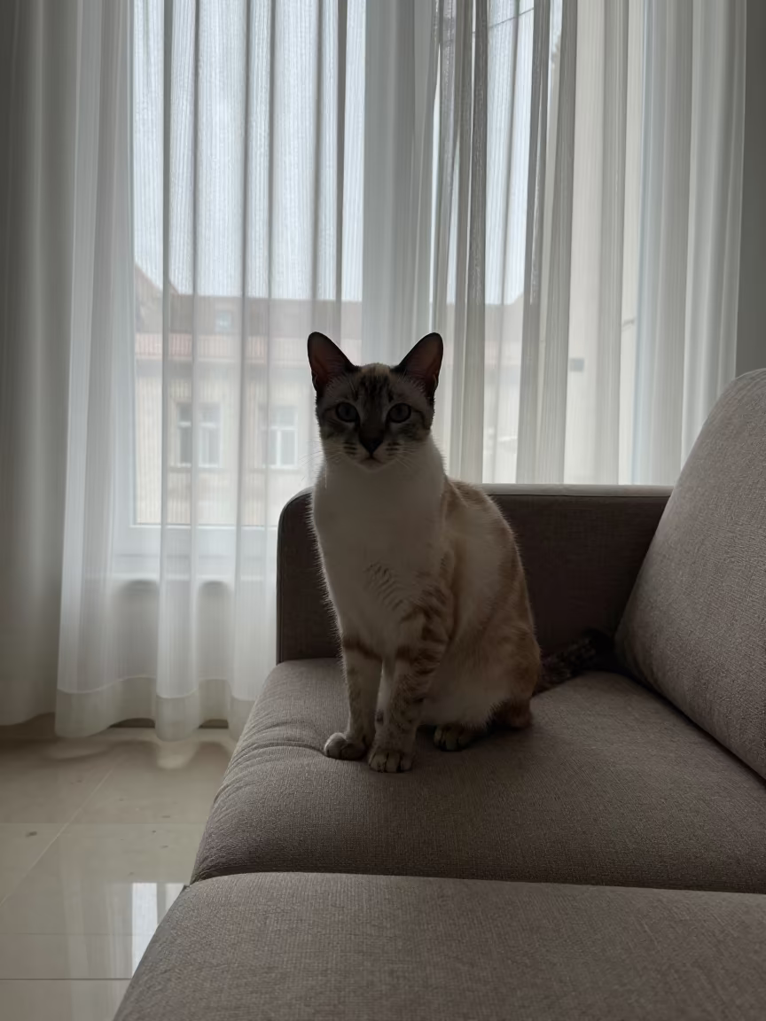 Cherubim Cat Portrait on Sofa in Cluj Napoca in on a sofa near a curtained window with calm indoor light in Cluj-Napoca