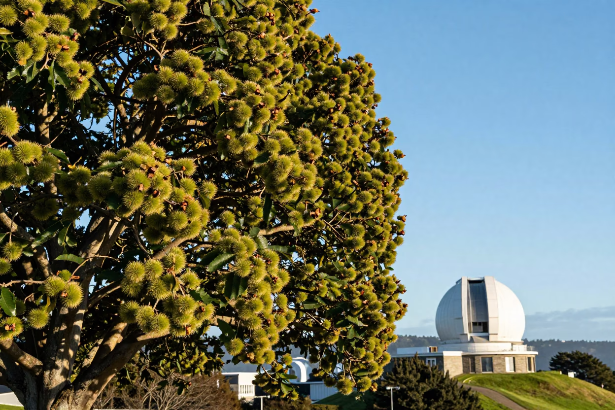 Chestnut Tree Husks and Stone Observatory in Clear Late Afternoon Light Wellington New Zealand in in Wellington, New Zealand