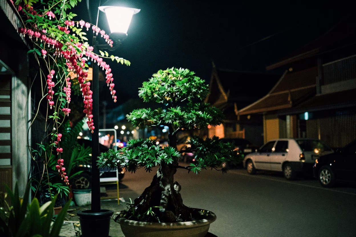 Chiang Mai night street scene with bonsai juniper and vine flowers in in Chiang Mai, Thailand