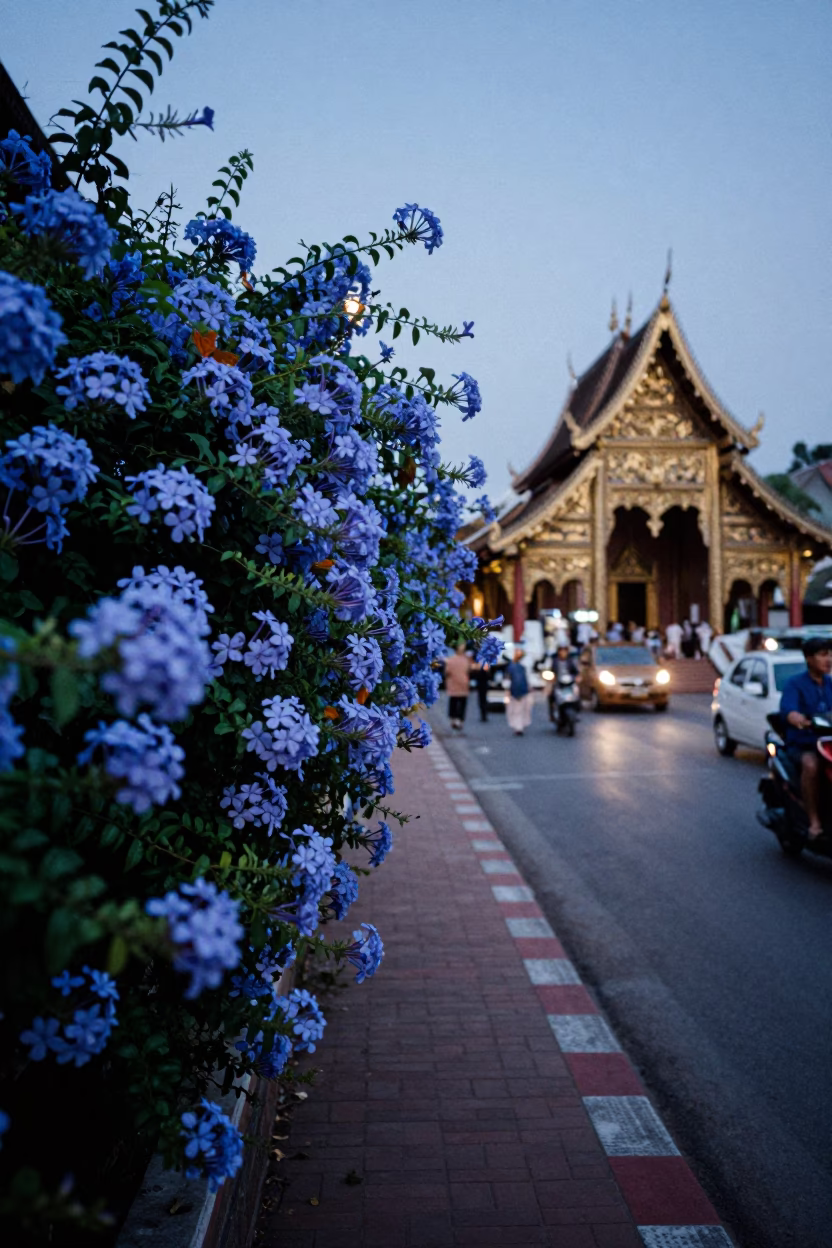 Chiang Mai Thailand Evening Street Scene with Blue Plumbago Hedge and Local Life in in Chiang Mai, Thailand