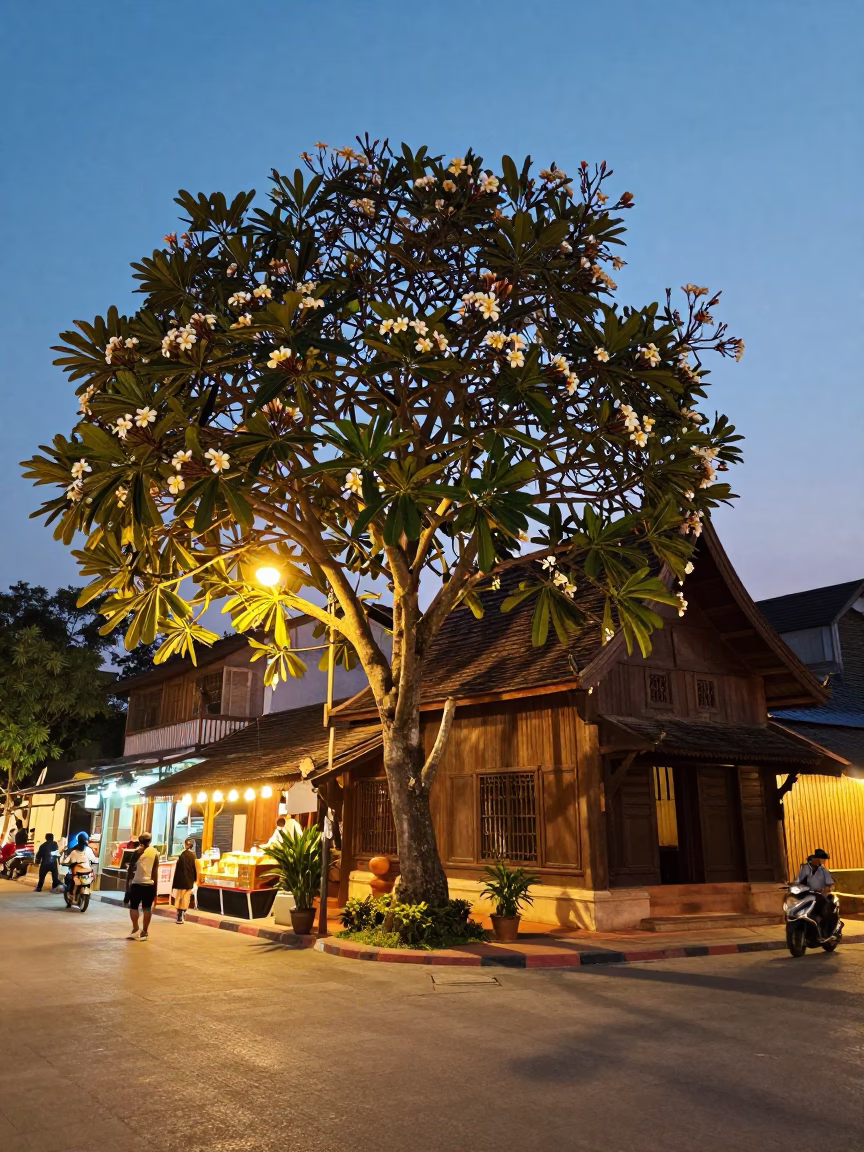 Chiang Mai Thailand Street Scene at Dusk with Frangipani Tree and Urban Life in in Chiang Mai, Thailand