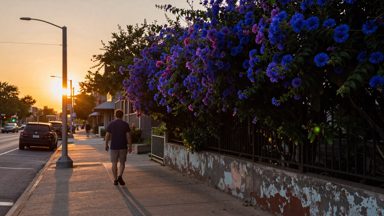 Chicago Illinois Sunset Street Scene with Worn Varnish and Plumbago Hedge in in Chicago, Illinois, United States