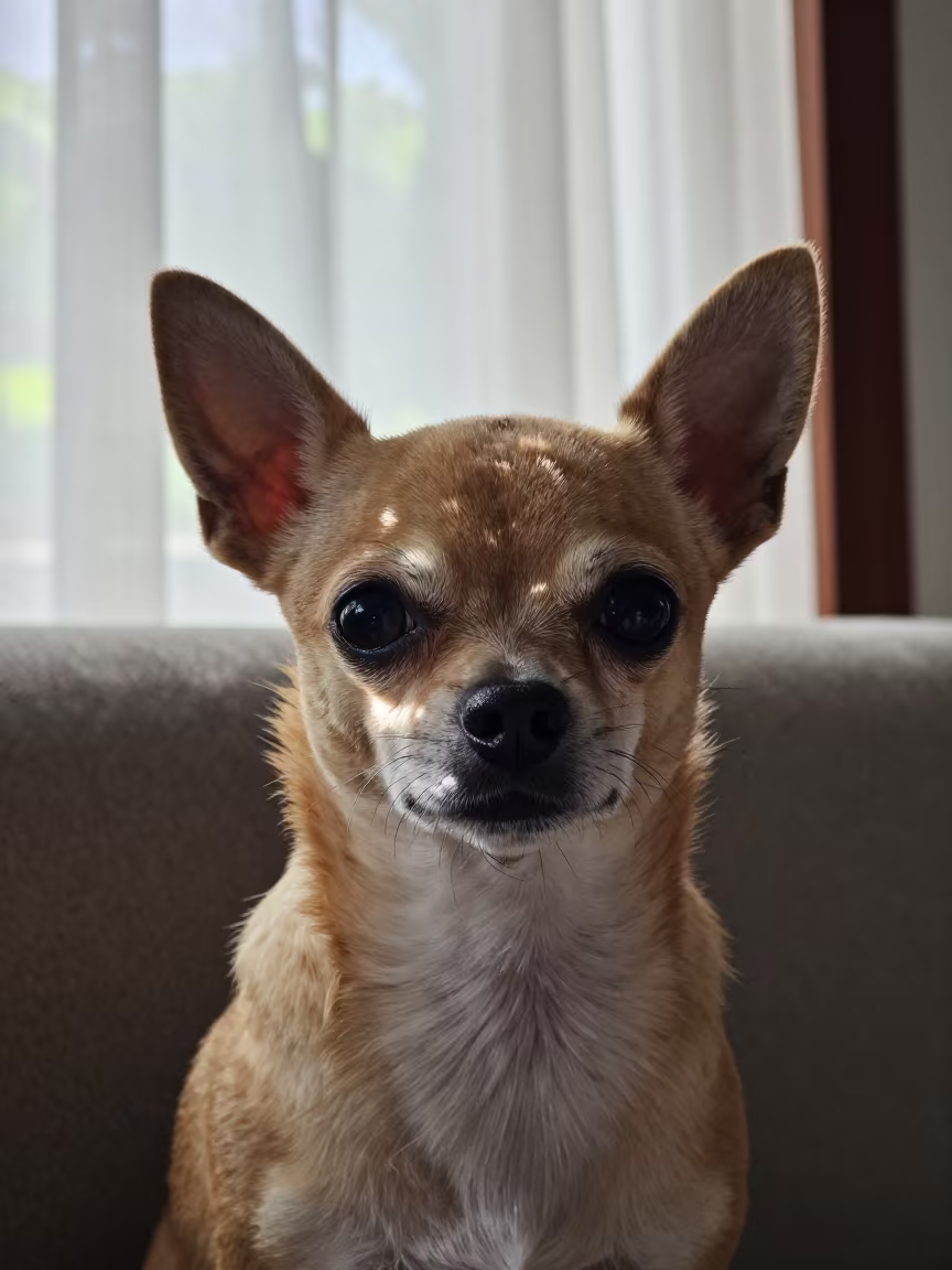 Chihuahua Portrait in Soft Window Light on Lombok Sofa in on a sofa near a curtained window with calm indoor light in Lombok