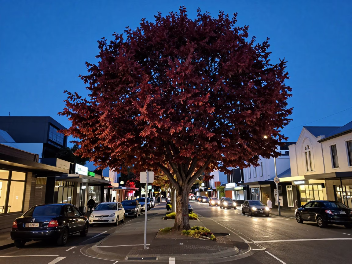 Christchurch evening street scene with copper beech tree and local activity in New Zealand in in Christchurch, New Zealand