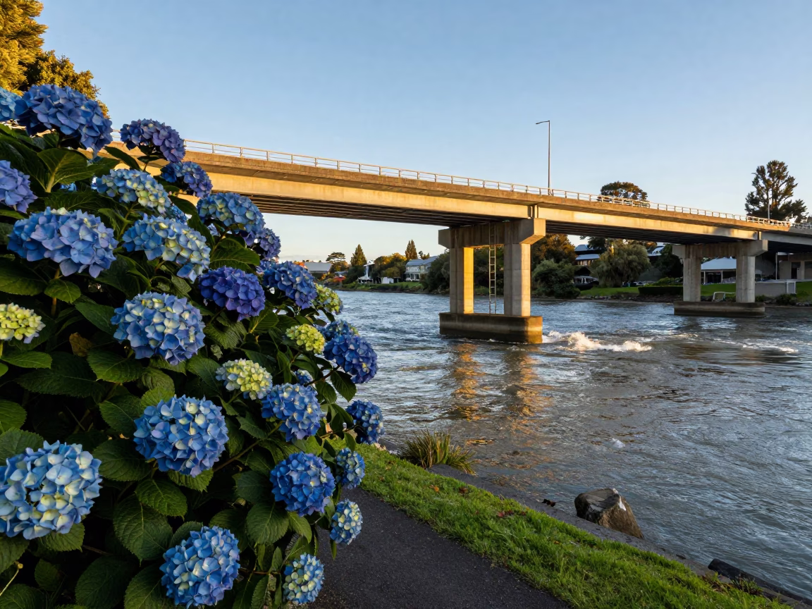 Christchurch Hydrangea Bush at Clear Late-afternoon Light in in Christchurch, New Zealand