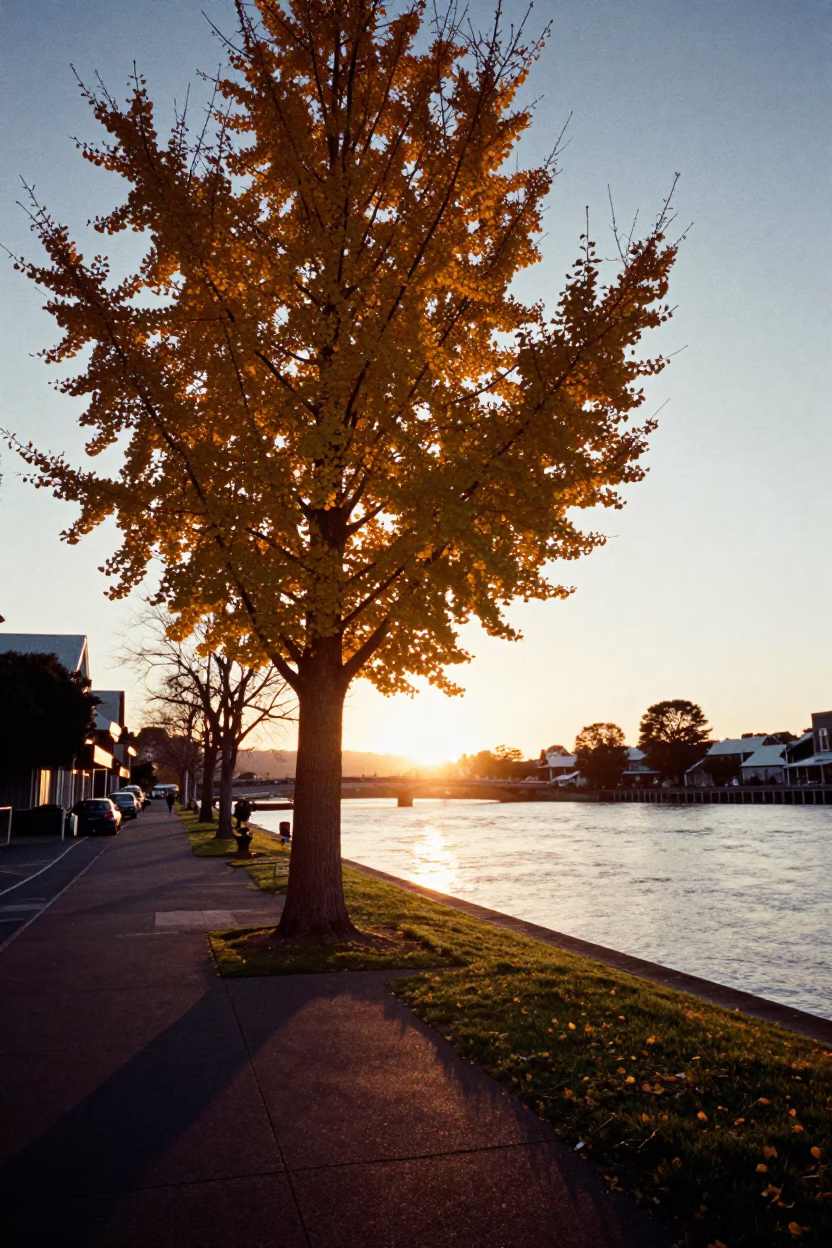 Christchurch New Zealand Sunset Street Scene with Ginkgo Tree and Local Life in in Christchurch, New Zealand