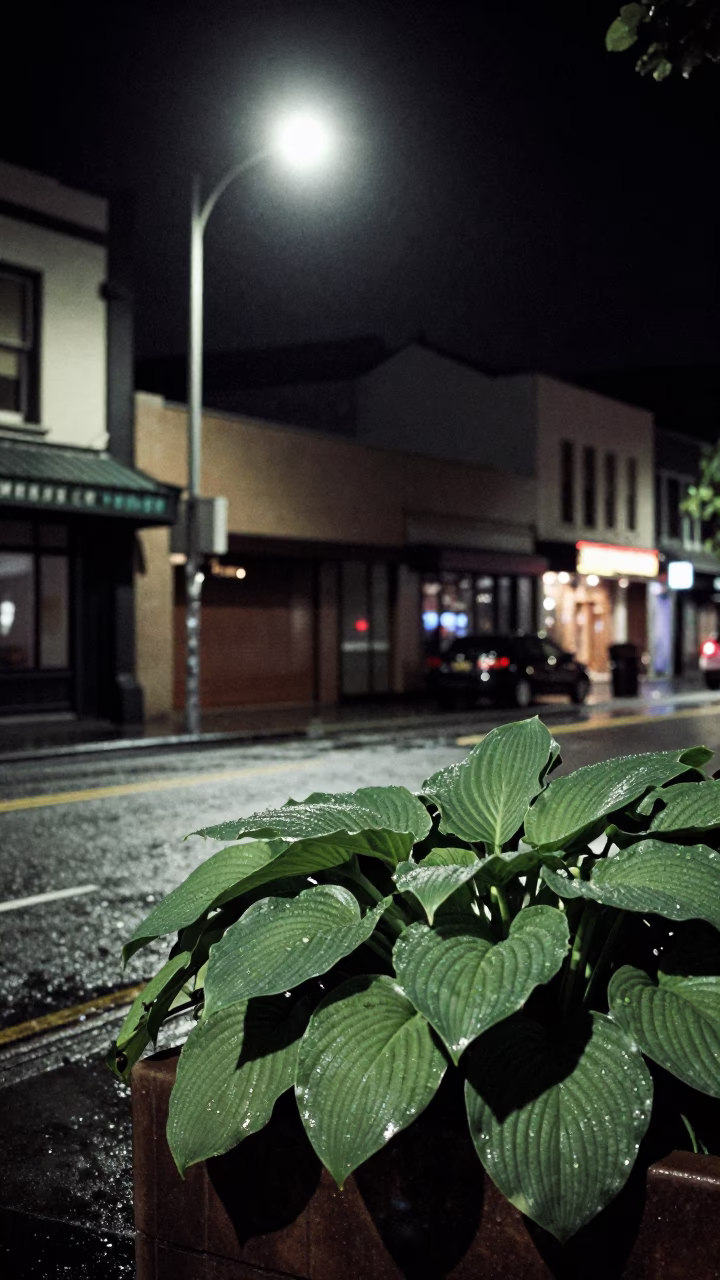 Christchurch Street Scene at Deep In The Night Light in in Christchurch, New Zealand
