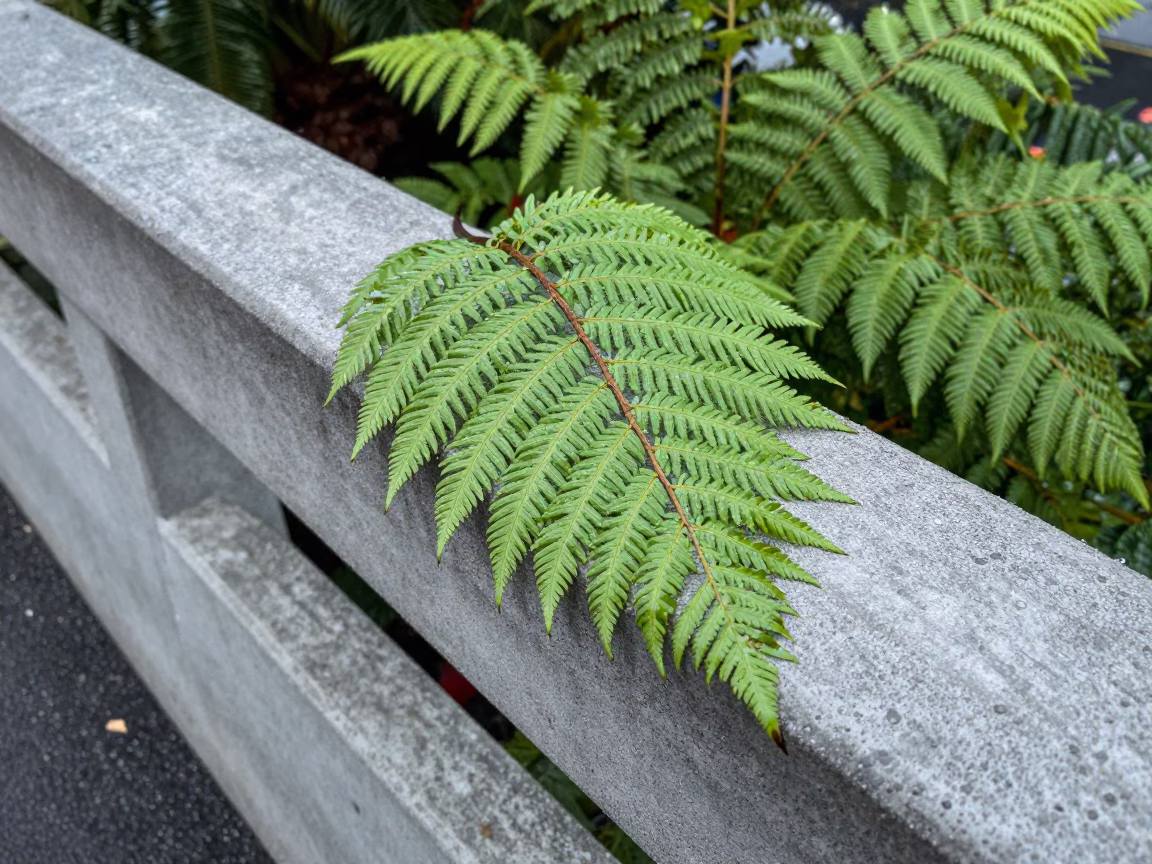 Christchurch Wet Silver Fern Leaf in in Christchurch, New Zealand
