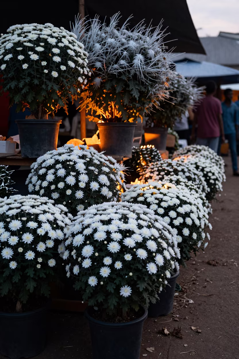Chrysanthemum Pots at Negombo Dawn Market in near Negombo