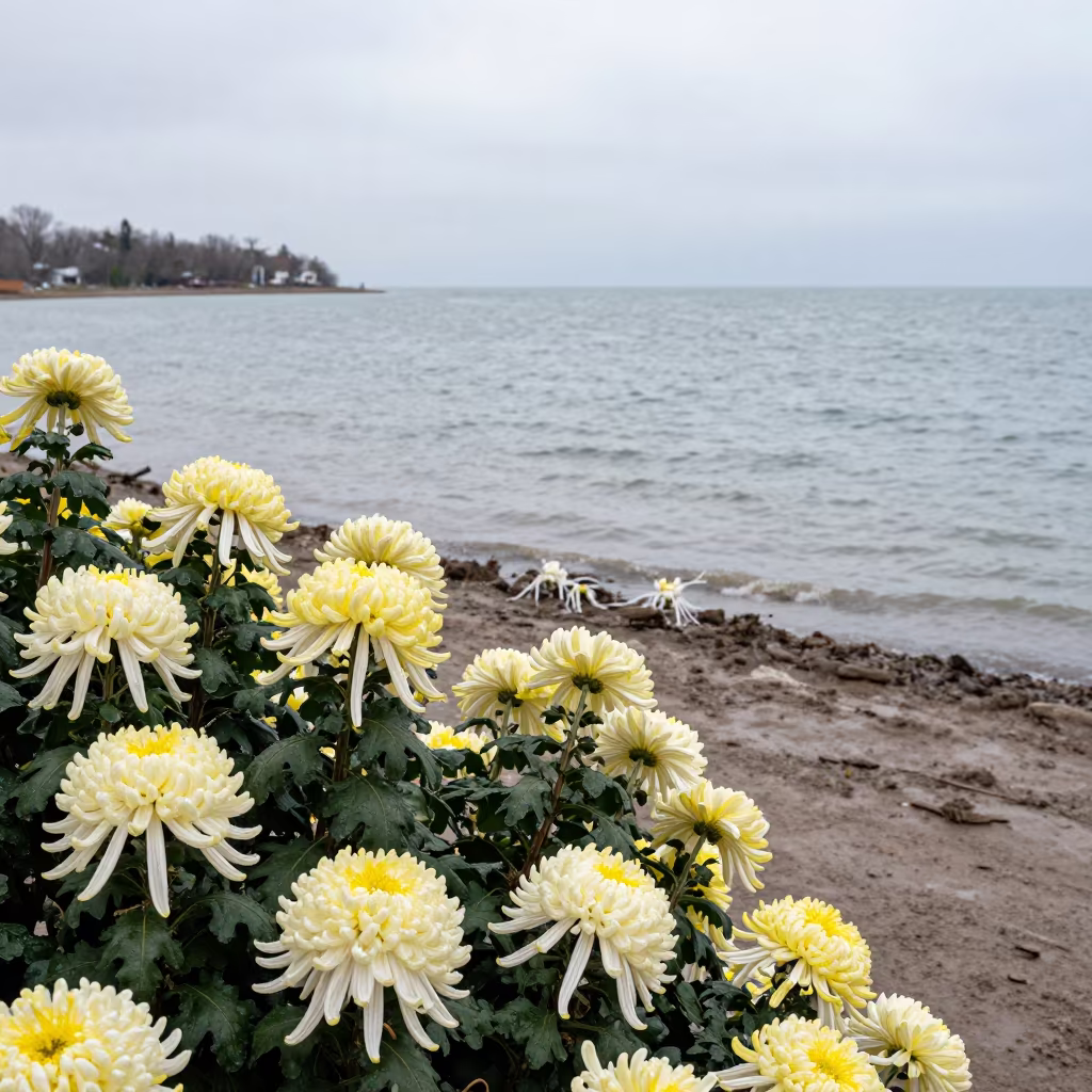 Chrysanthemum Show by Michigan Tidal Inlet in beside a tidal inlet in Michigan
