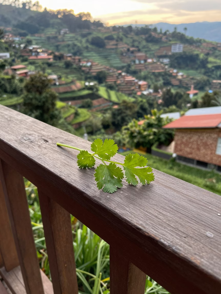 Cilantro Sprigs in Medellin in in Medellin, Colombia