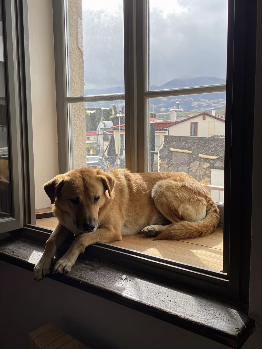 Cirneco dell'Etna on Window Seat in Arua in on a window seat in a quiet apartment with soft side light near Arua