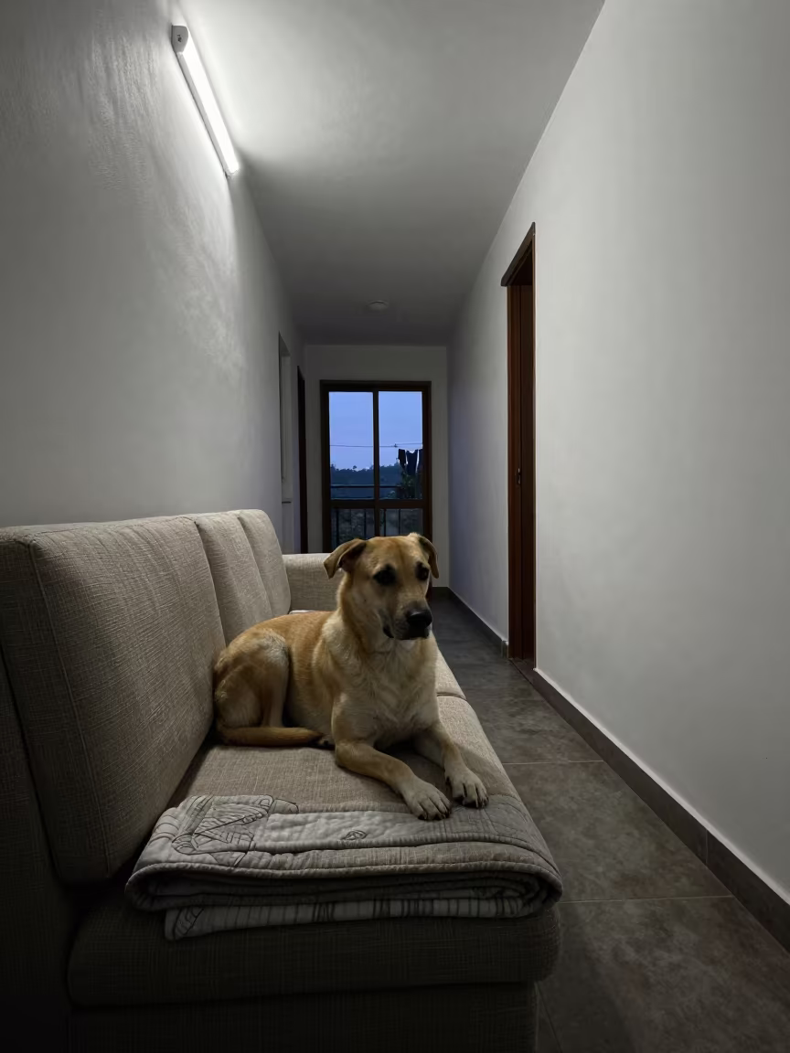 Cirneco dell'Etna Resting on Linen Sofa in on a linen sofa with daylight from a nearby window in Garoua