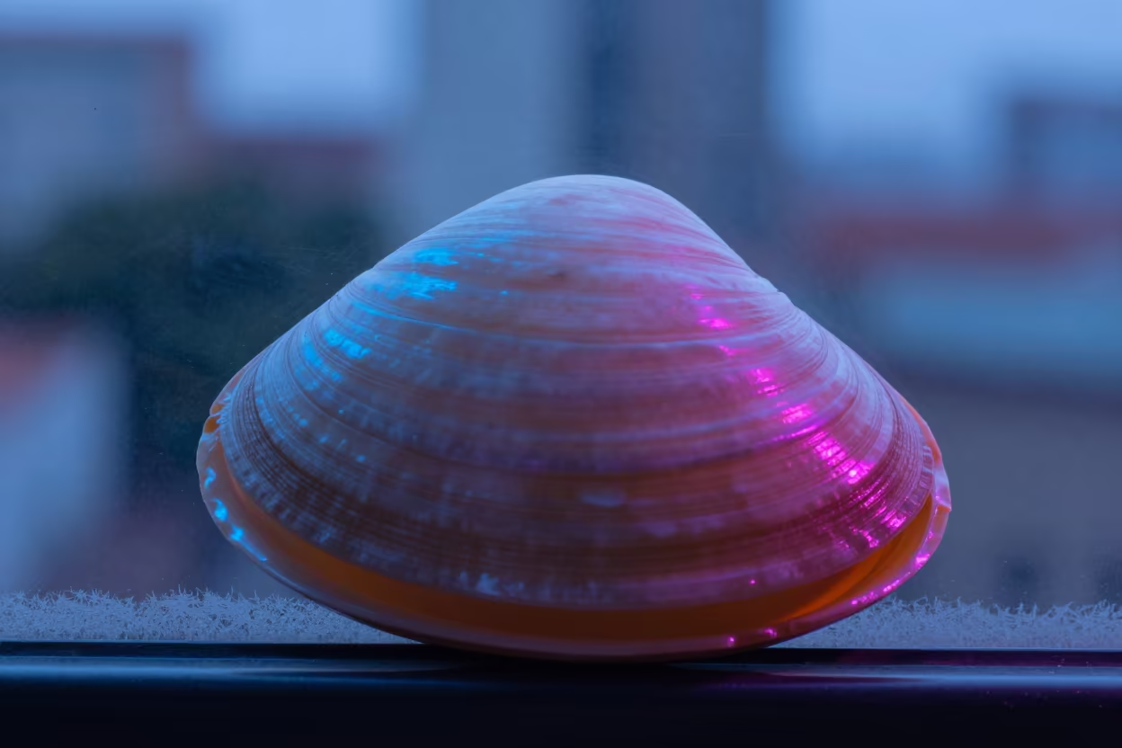 Clam Shell Growth Rings Neon Light in along a frost-edged windowpane in Tegucigalpa
